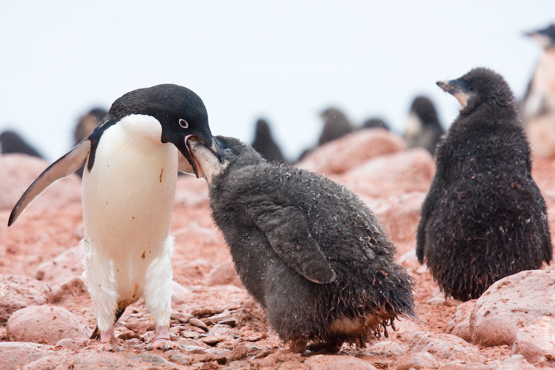 Adélie Penguin Feeding Chick